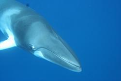 Australia Minke Whales - Mike Ball Liveaboard